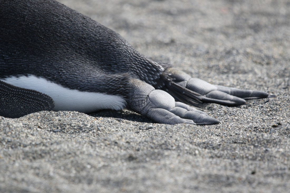 Penguin's Feet