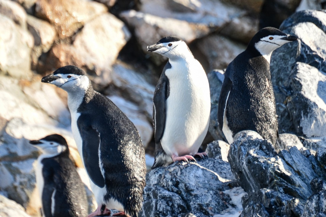 Chinstrap Penguins