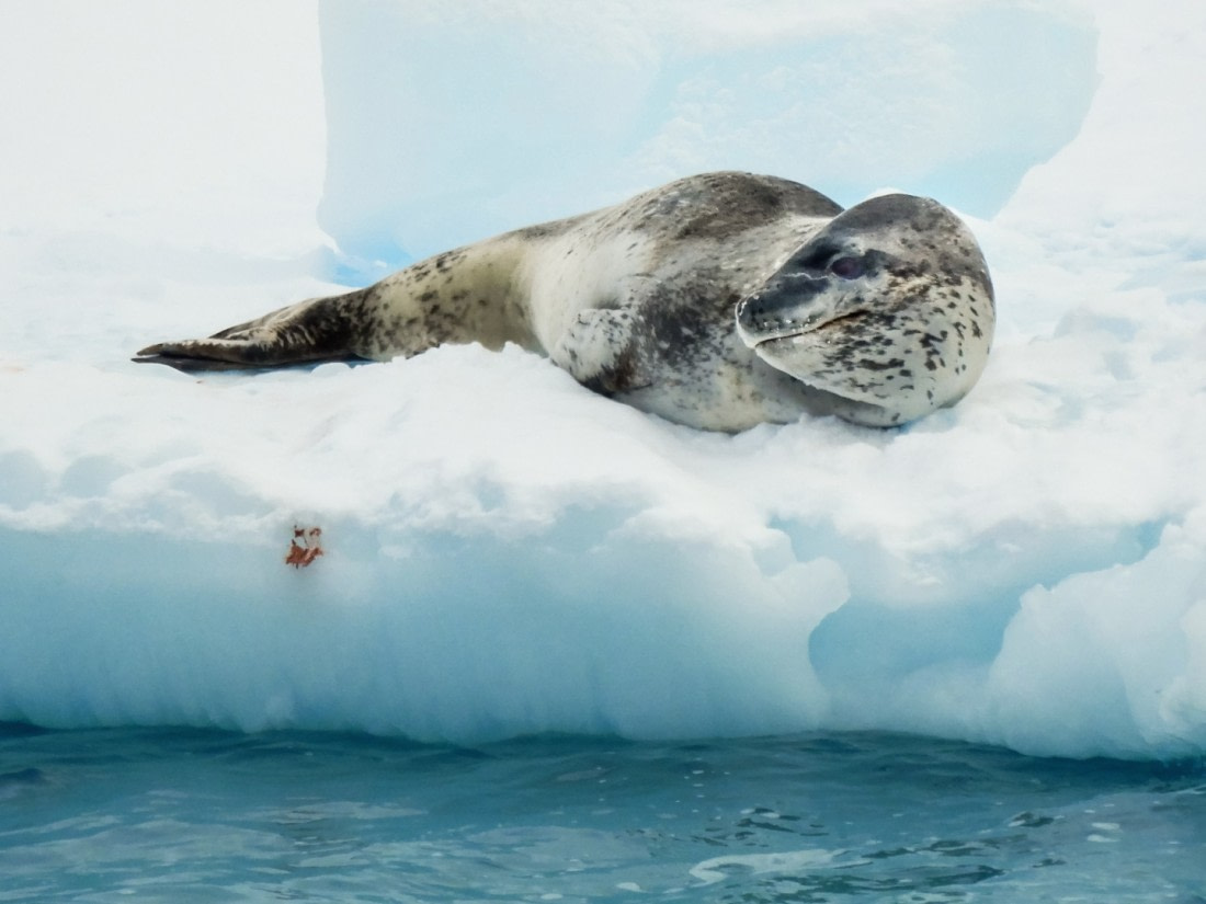 leopard seal