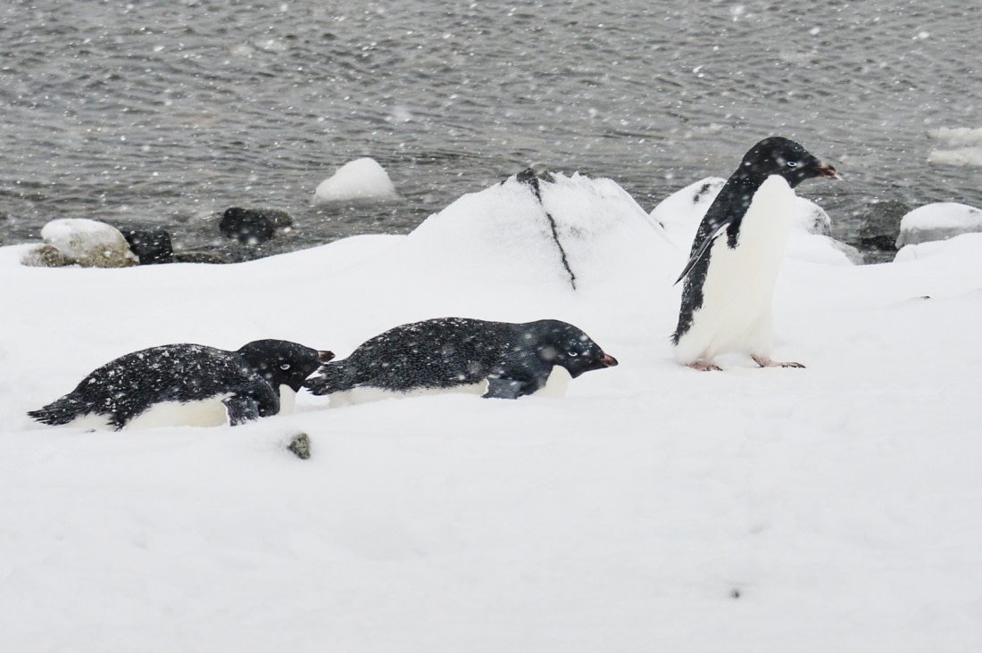 Adelie Penguins