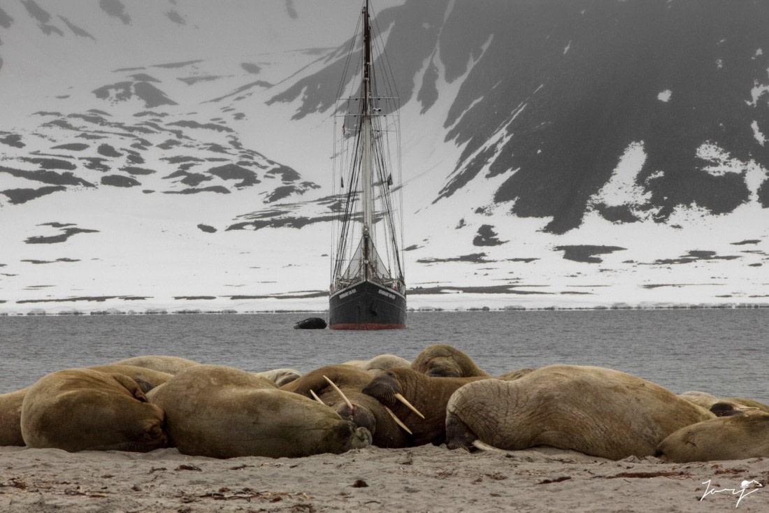 Rembrandt behind the Walrus