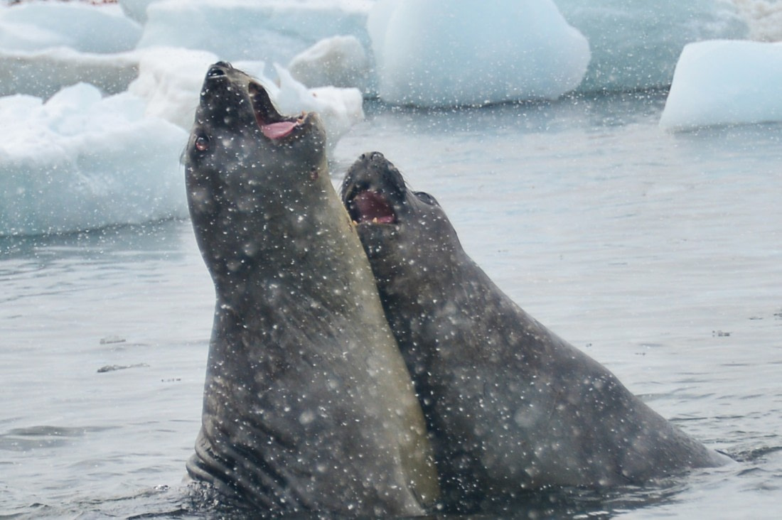 elephant seals