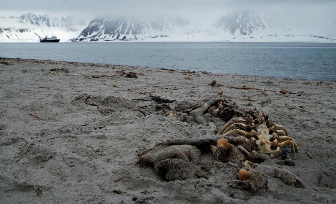 This walrus saw a polarbear