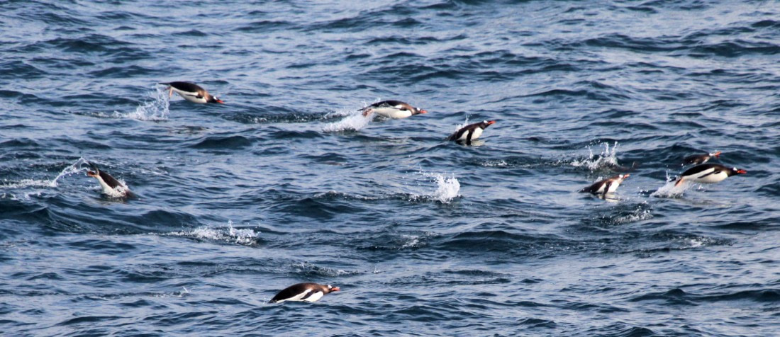 gentoo penguins