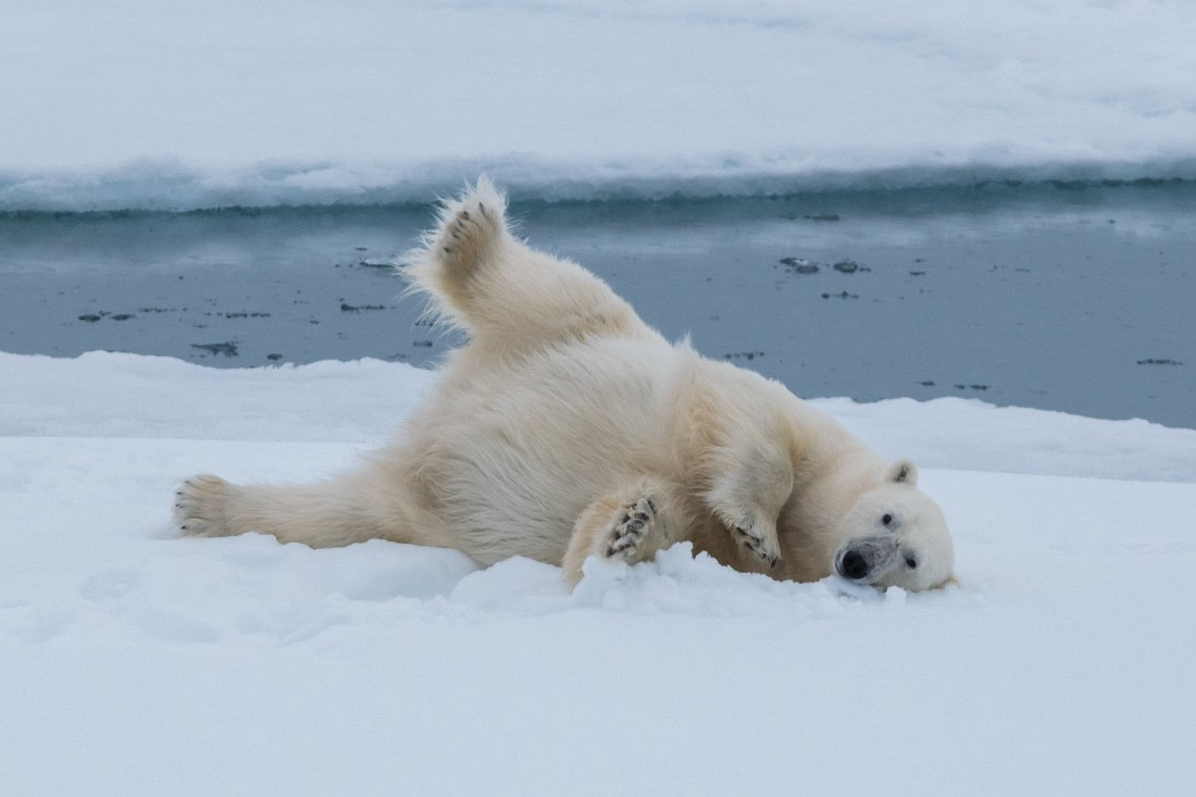 Polar bear enjoying the snow