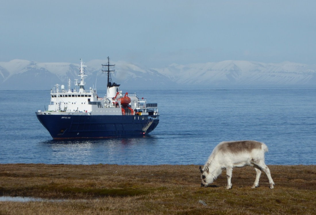 Reindeer enjoying sunny day and Ortellis
