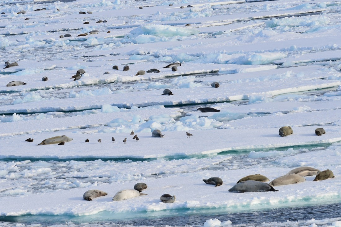 seals on ice
