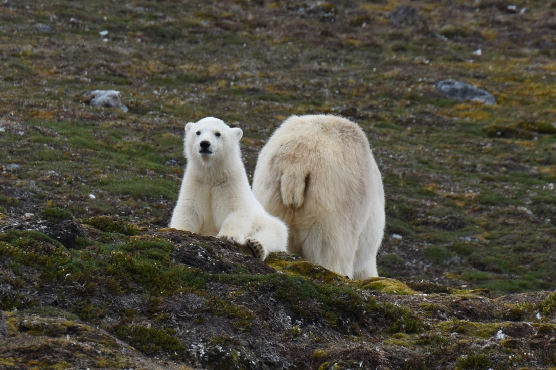 A polar bear cub is looking at the visitors