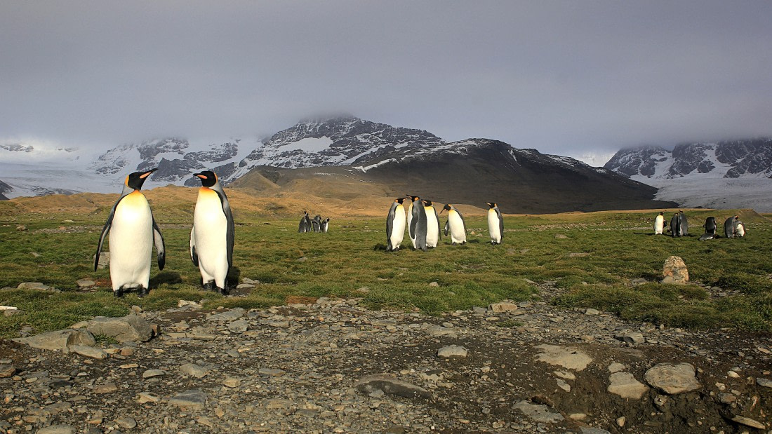 PLA35-18 Pinguins at Andrews Bay