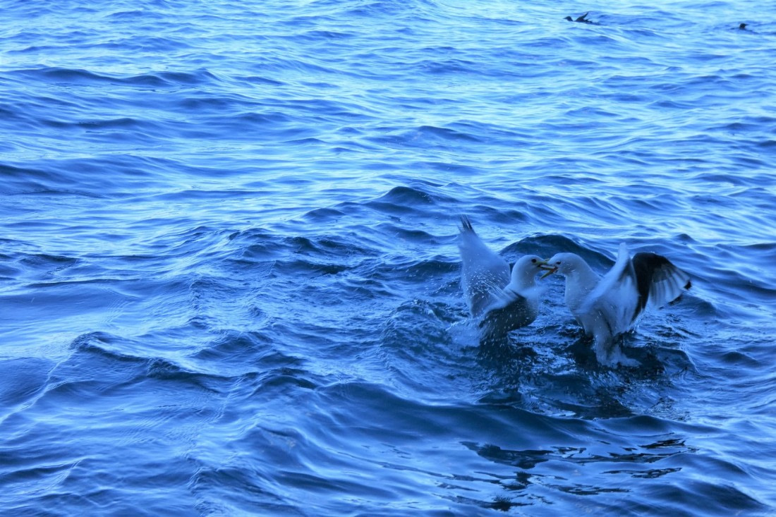 Definitely no love lost!