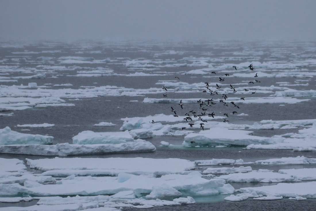 Birds in the pack-ice