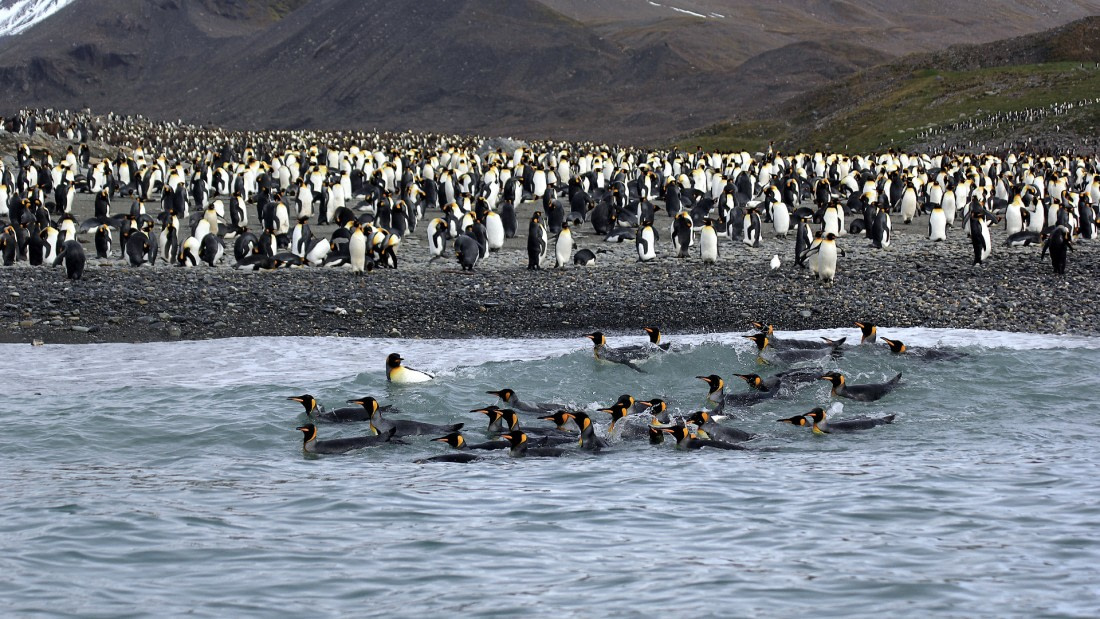 PLA35-18 Pinguins swimming at Andrews Bay