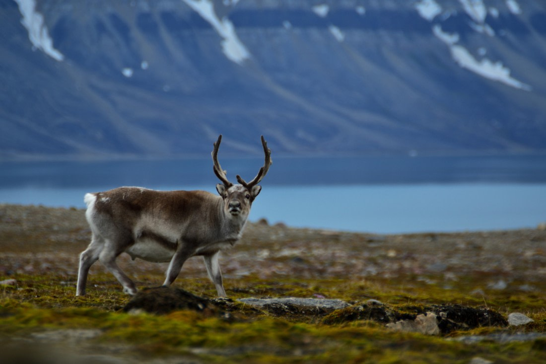 Svalbard Reindeer