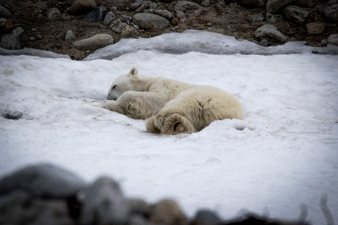 Sleeping polar bear