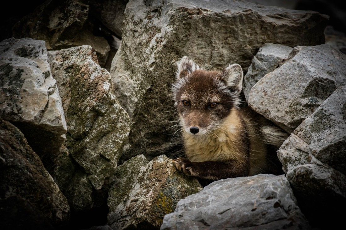 Arctic Fox