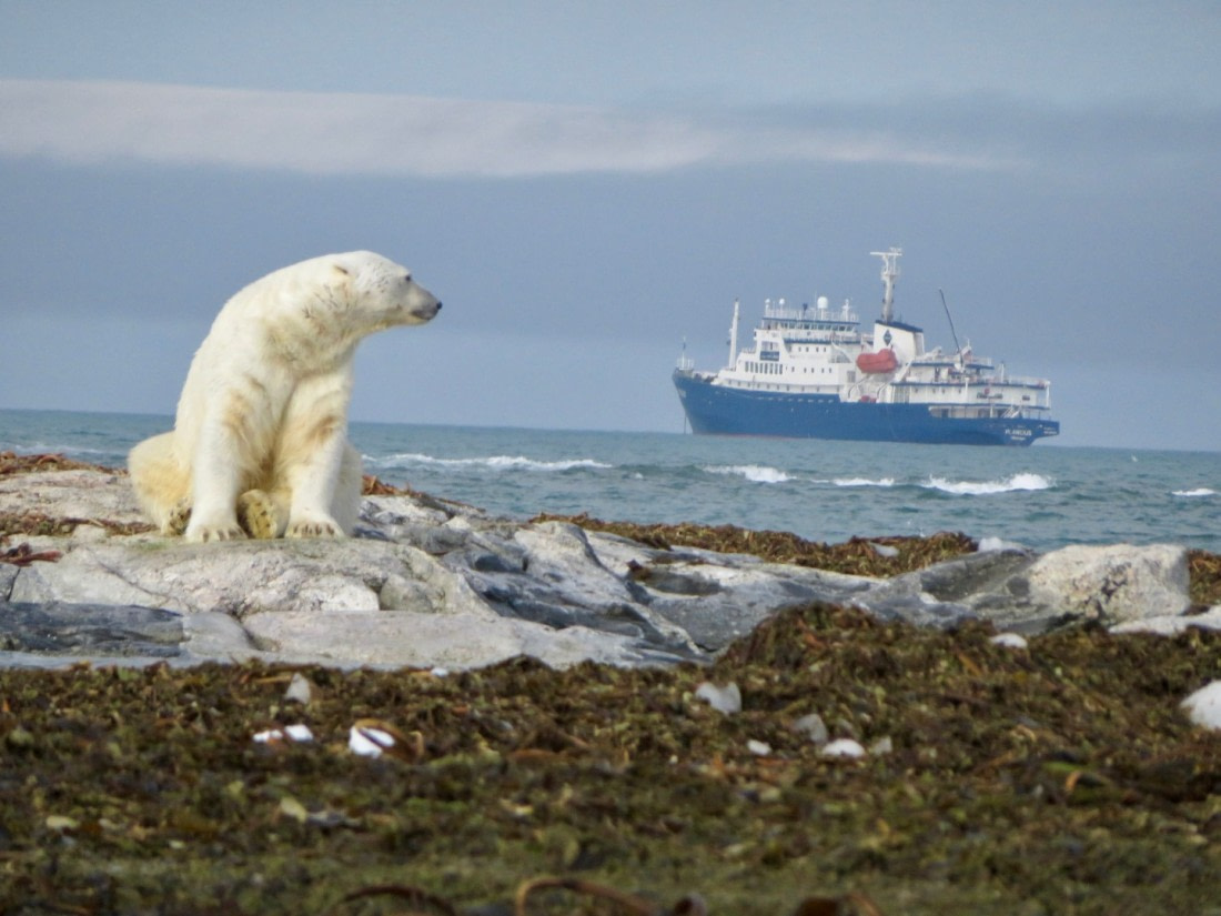 Oceanwide in the wild