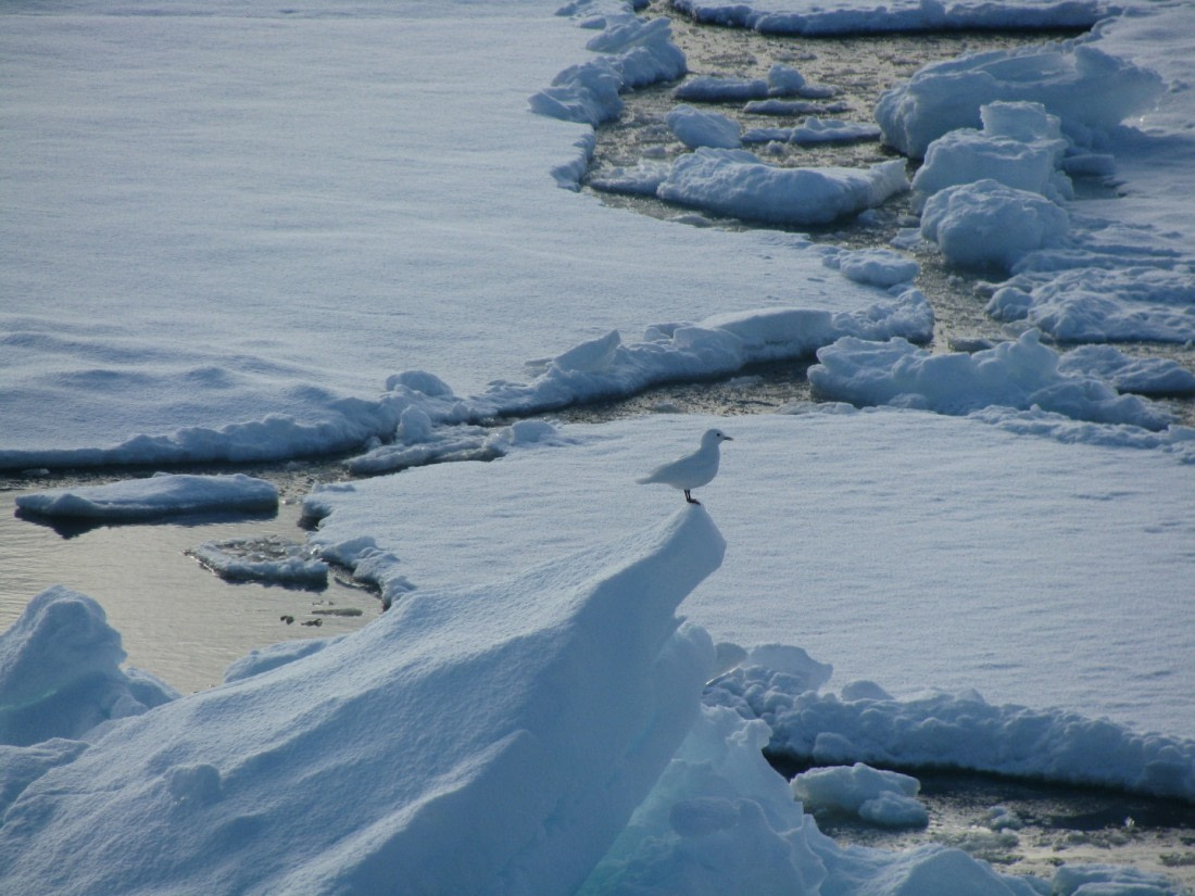 ivory gull in blue