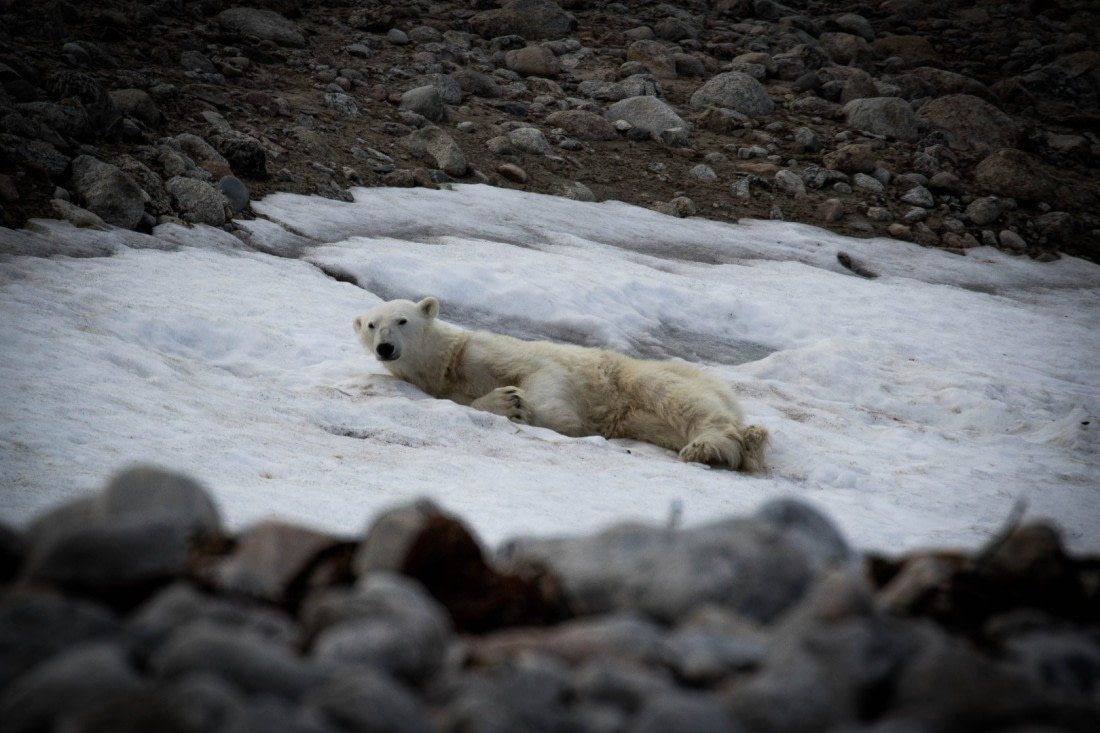 Relaxing polar bear