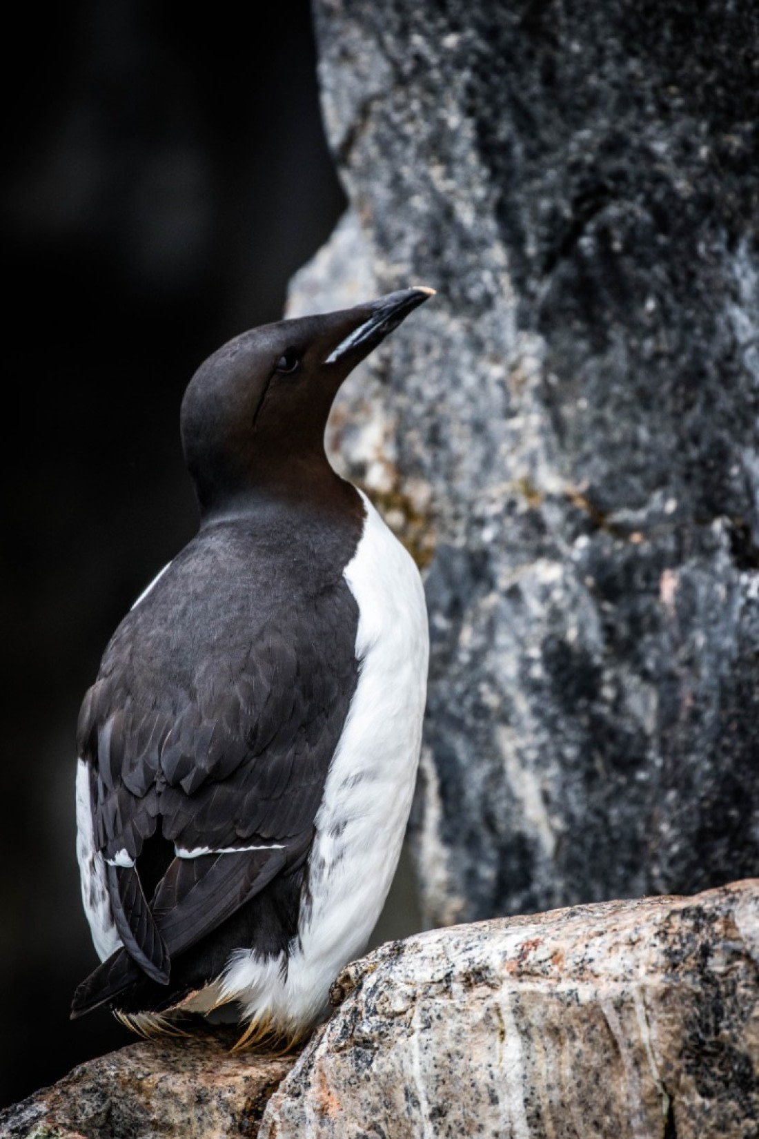Brünnich Guillemot