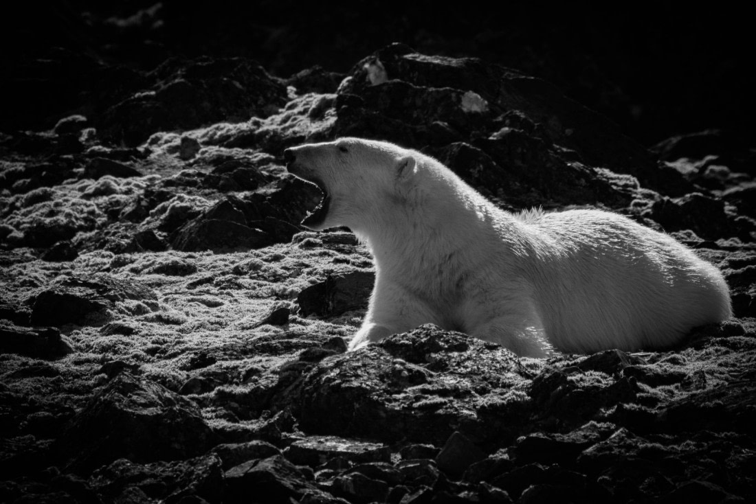 Relaxing polar bear