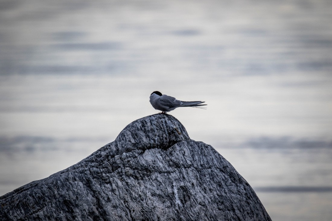 Arctic Tern