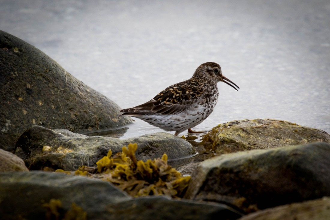 Purple sandpiper