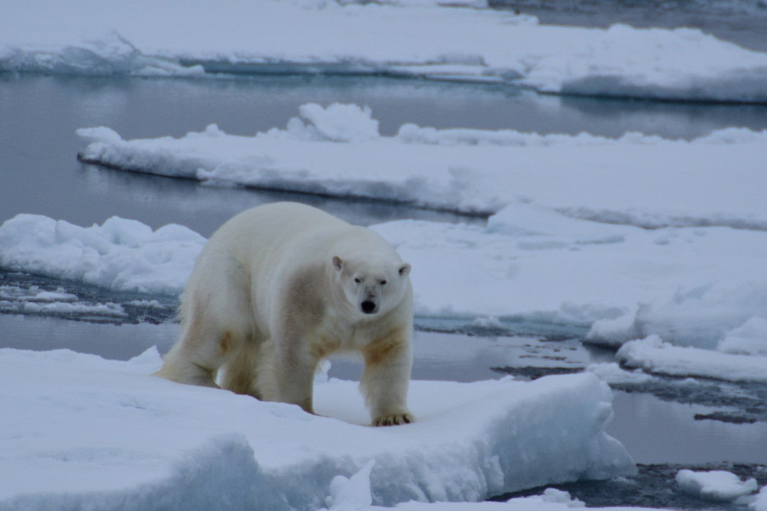 Polar bear