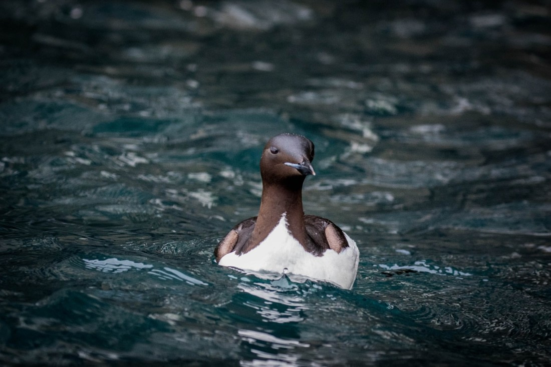 Brünnich Guillemot