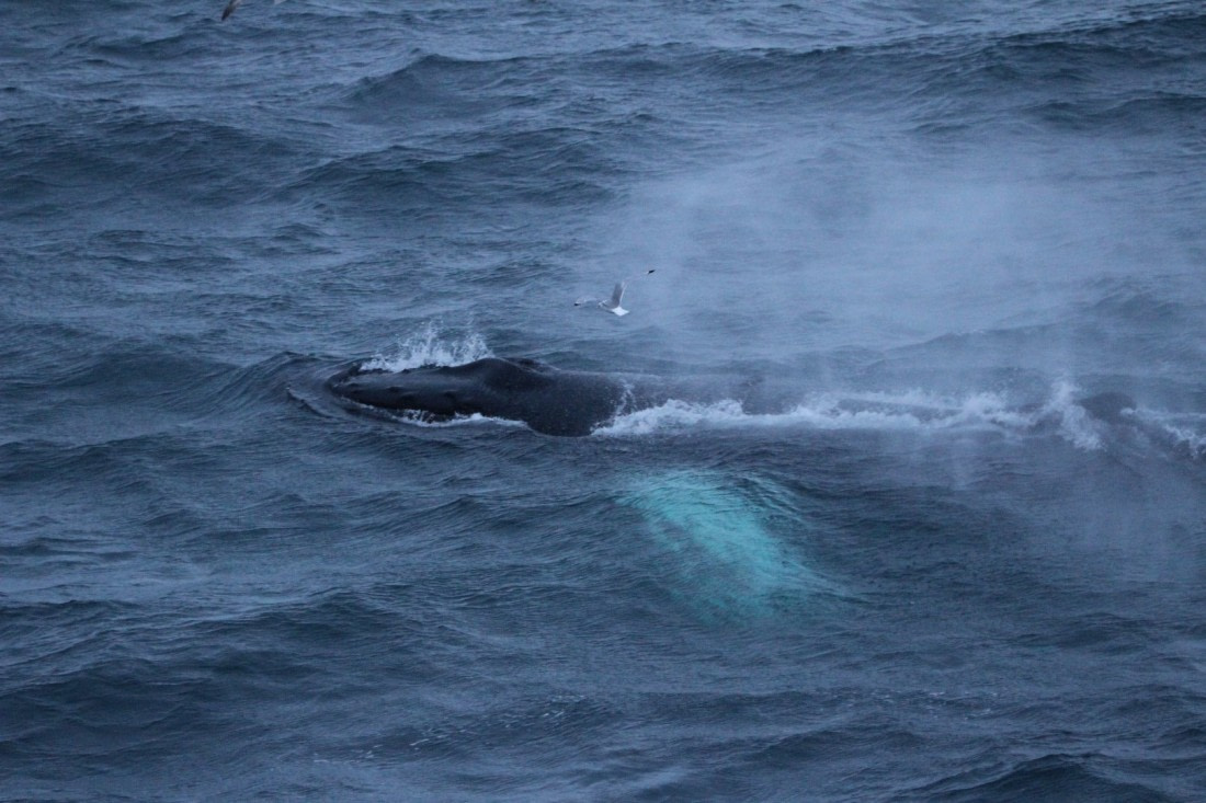 Humpback whale feeding in Greenland Sea