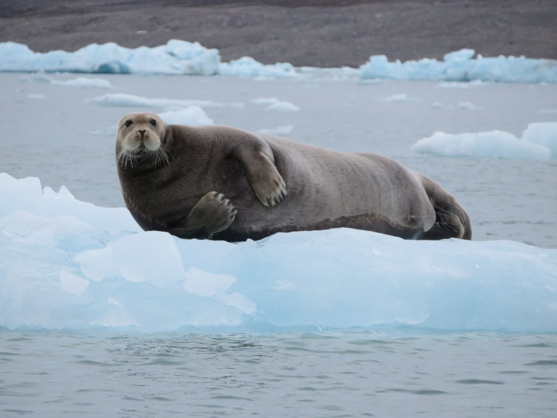 Monacobreen, bearded seal