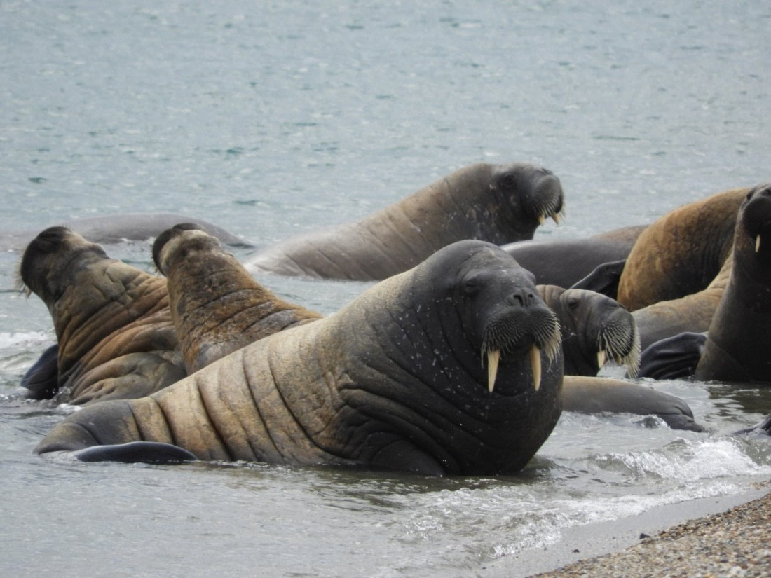 A colony of walruses in Torellneset