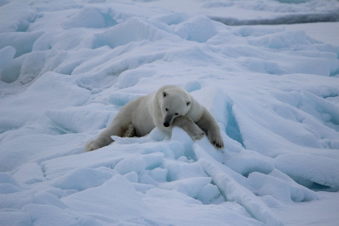 Polar bear on the pack-ice.
