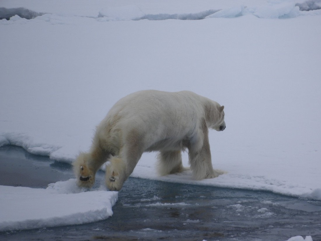 Polor bear jumping on the pack-ice.