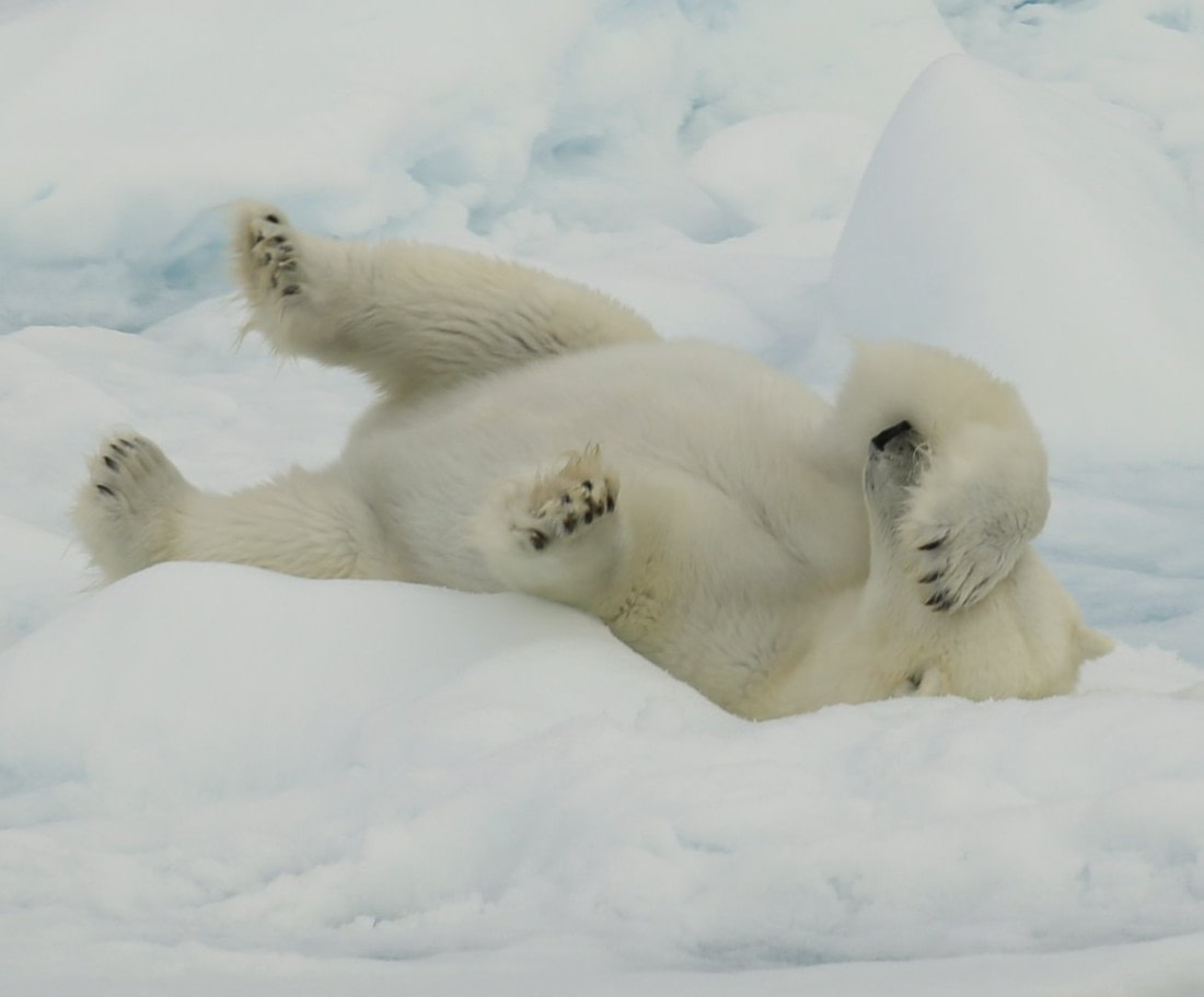 Polar bear is happy