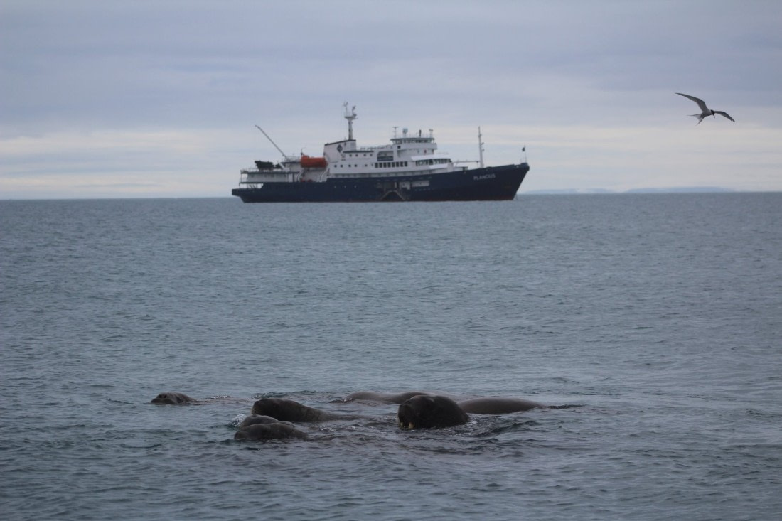 Torellneset : colony of walruses in front of Plancius