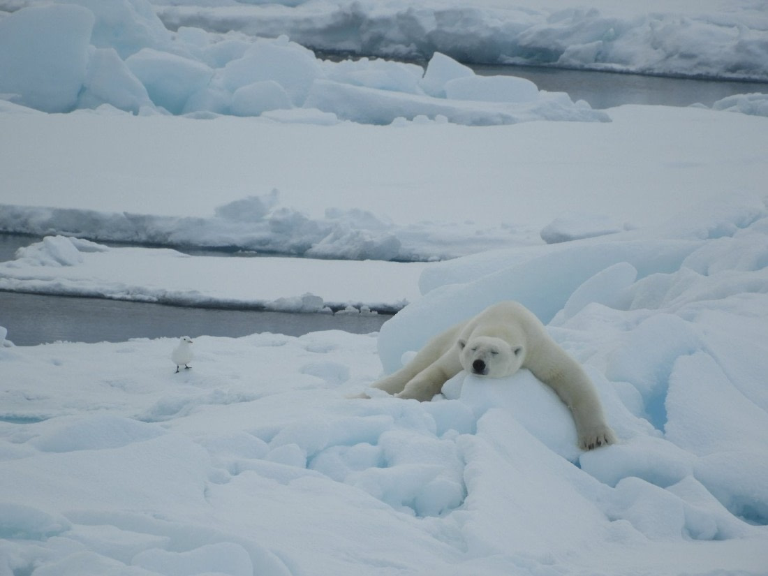 Ivory gull and polar bear on the pack-ice.