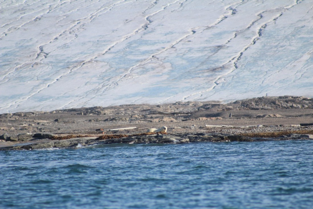Polar bear on Kvitoya