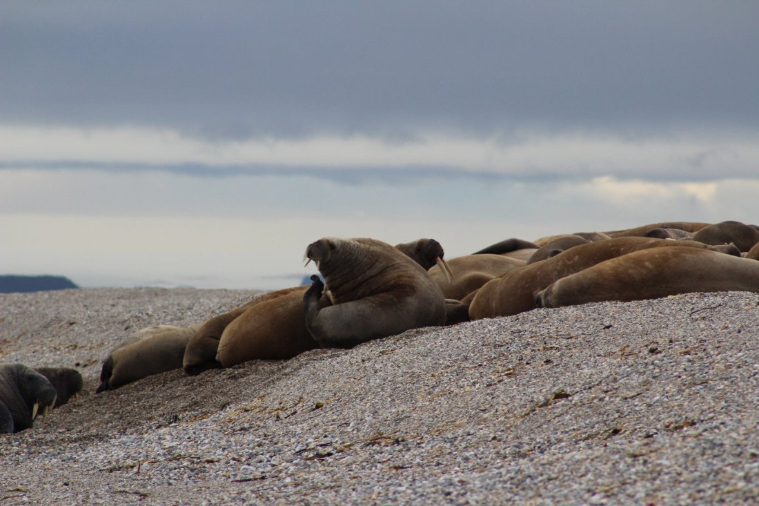 Walrus waiving on Torellneset