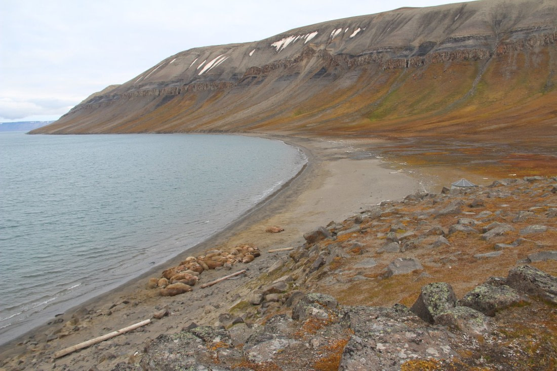 Group of walrusses in Kapp Lee