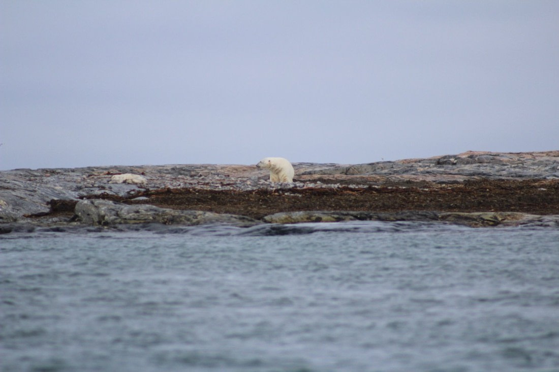 Survival of the fittest on Kvitoya.