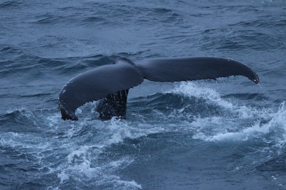 Humpback whale tail (Greenland sea)