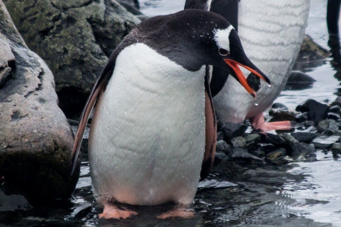 How d'ya like this rock?