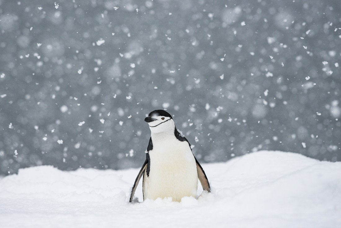 Chinstrap penguin on Half Moon island