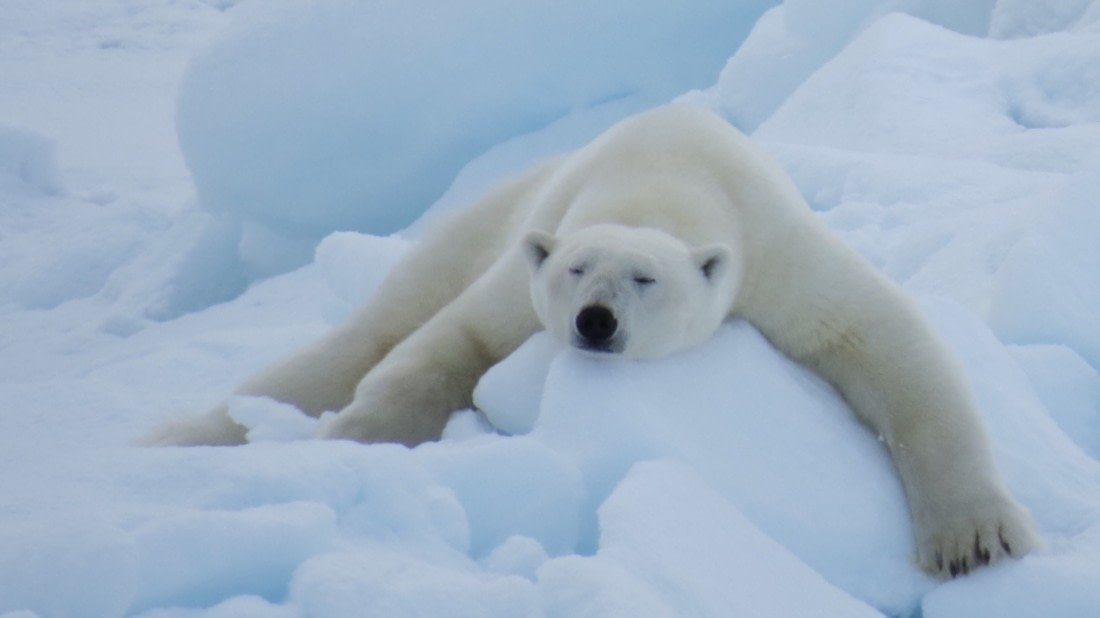 chilling polar bear