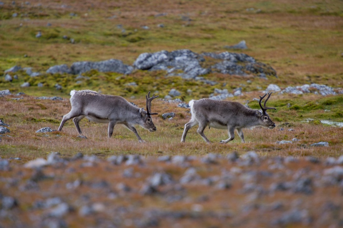 Around Spitsbergen, Kvitoya, August © Zoutfotografie-Oceanwide Expeditions (357).JPG
