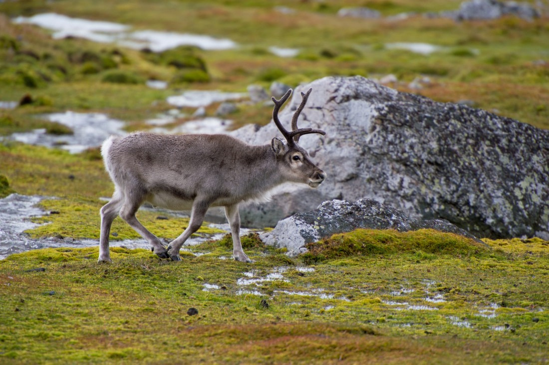 Around Spitsbergen, Kvitoya, August © Zoutfotografie-Oceanwide Expeditions (356).JPG