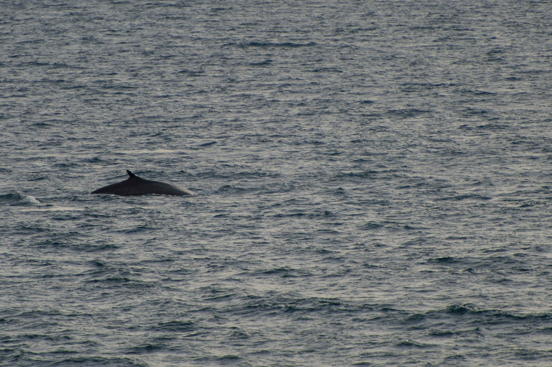 Around Spitsbergen, Kvitoya, August © Zoutfotografie-Oceanwide Expeditions (296).JPG