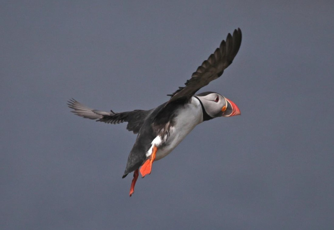 Puffin in flight