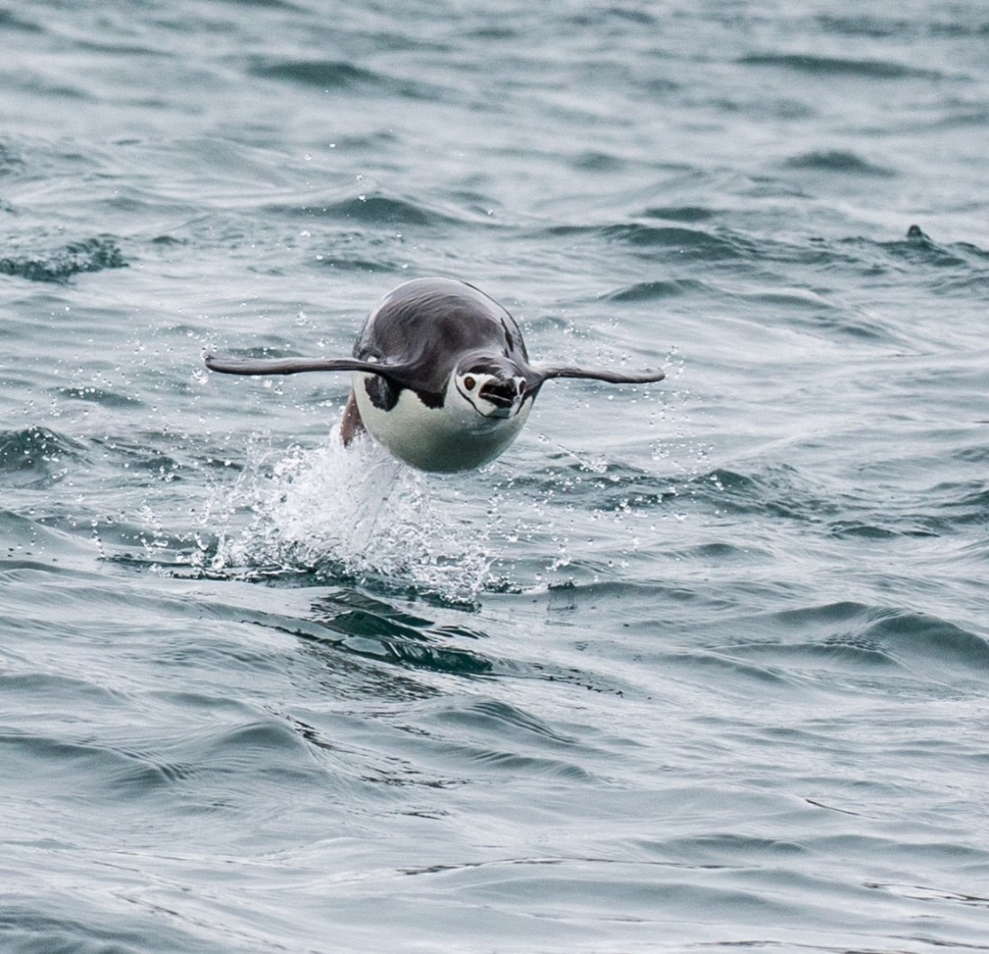 Chinstrap Penguin