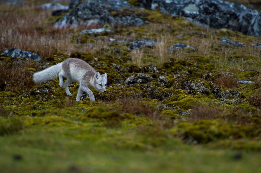 Around Spitsbergen, Kvitoya, August © Zoutfotografie-Oceanwide Expeditions (367).JPG